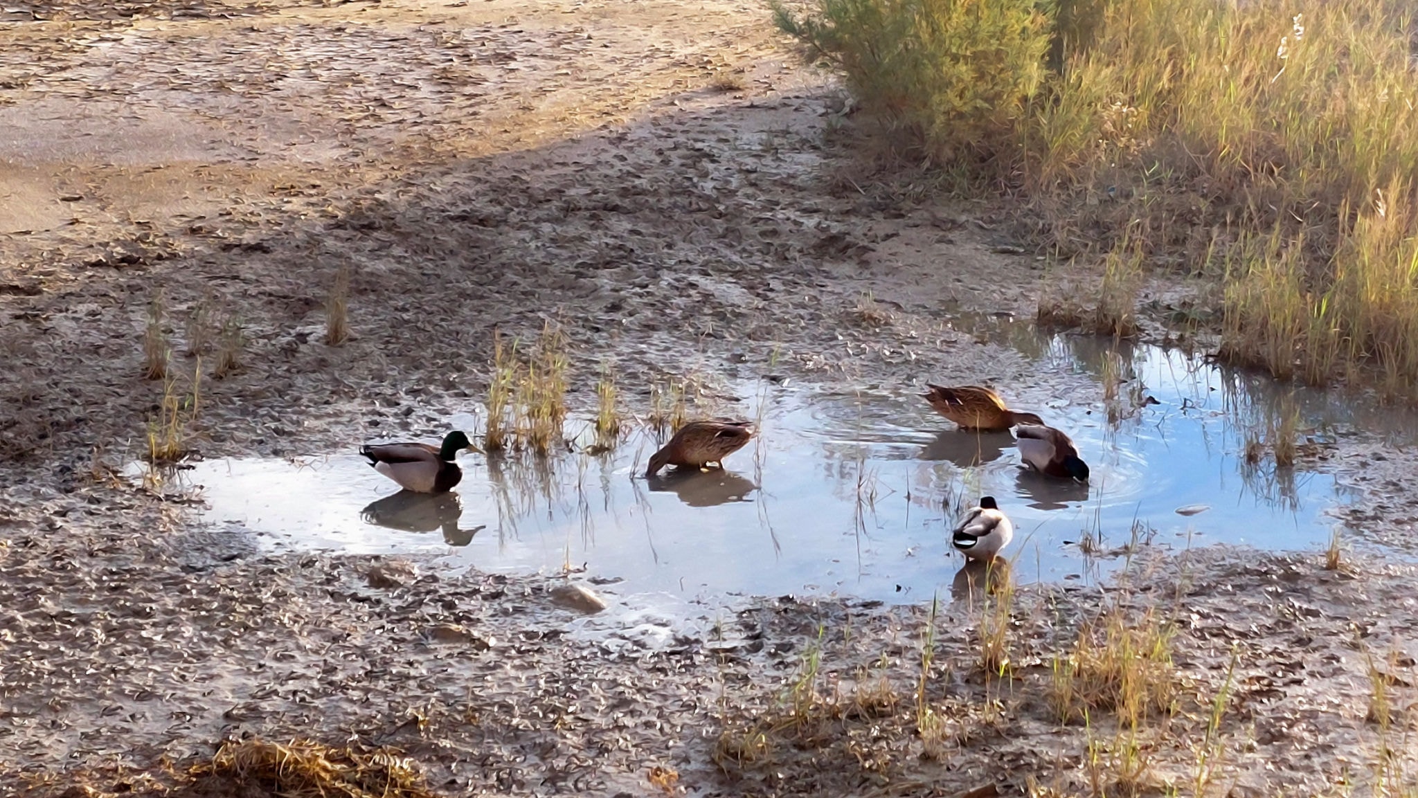 Ducks at Fluffy Bare Butts Farm